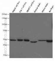 66037-1-Ig - ATP synthase subunit alpha