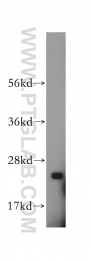 15999-1-AP - ATP5F1