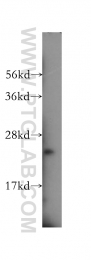 15999-1-AP - ATP5F1