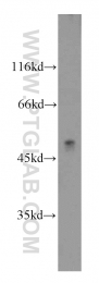 15305-1-AP - ATP6AP1