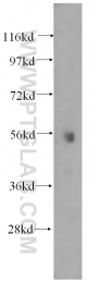 14780-1-AP - ATP6V1B1