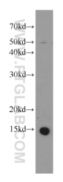 19523-1-AP - ATP6V1G3