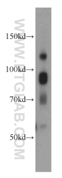 11327-1-AP - ATRIP / AGS1