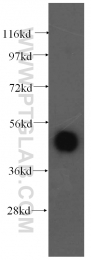 15693-1-AP - Ataxin-10