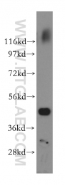 15693-1-AP - Ataxin-10