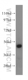 15693-1-AP - Ataxin-10