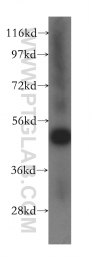 15693-1-AP - Ataxin-10