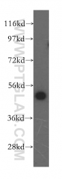 15693-1-AP - Ataxin-10