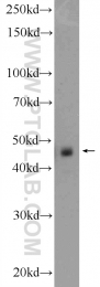 10297-1-AP - Aurora kinase A