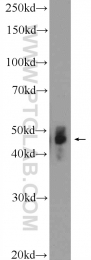 10297-1-AP - Aurora kinase A