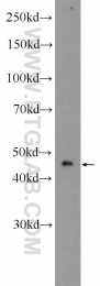 10297-1-AP - Aurora kinase A