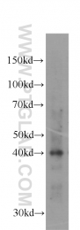 60098-1-Ig - Aurora kinase B