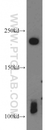 16541-1-AP - Axin-1