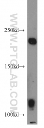 16541-1-AP - Axin-1
