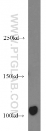 16541-1-AP - Axin-1