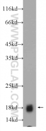 24997-1-AP - BAALC