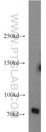 12807-1-AP - BACE1