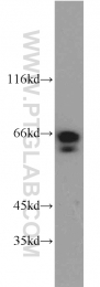 13913-1-AP - BAG4