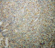 14673-1-AP - Bcl-2-like 7