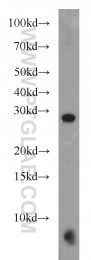 14673-1-AP - Bcl-2-like 7