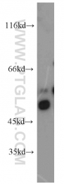14798-1-AP - BAT1 / UAP56