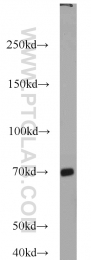 16206-1-AP - MKS1