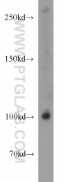 17254-1-AP - BBX / HBP2