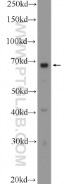 25776-1-AP - BCAS1 / NABC1