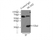 10414-1-AP - BCAS2 / DAM1