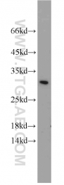 10414-1-AP - BCAS2 / DAM1