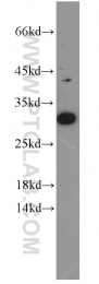 10414-1-AP - BCAS2 / DAM1