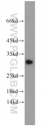 10414-1-AP - BCAS2 / DAM1
