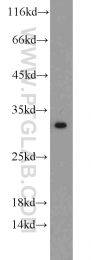 10414-1-AP - BCAS2 / DAM1
