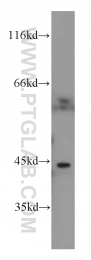 13640-1-AP - BCAT1