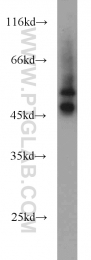 13640-1-AP - BCAT1