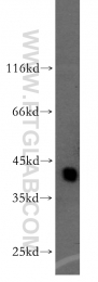 13640-1-AP - BCAT1
