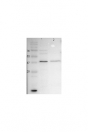 16417-1-AP - BCAT2
