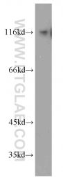 55414-1-AP - Bcl-11B