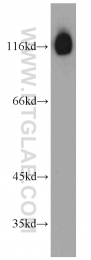 55414-1-AP - Bcl-11B