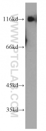 55414-1-AP - Bcl-11B