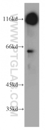 55414-1-AP - Bcl-11B