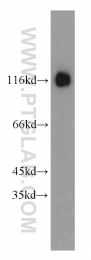 55414-1-AP - Bcl-11B
