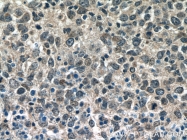 23959-1-AP - Bcl-3