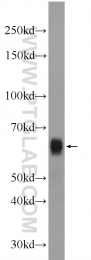 23959-1-AP - Bcl-3