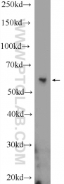 23959-1-AP - Bcl-3