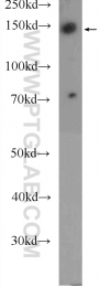 22585-1-AP - BCR