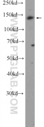 22585-1-AP - BCR