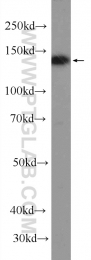 22585-1-AP - BCR