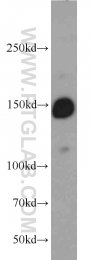 22585-1-AP - BCR