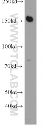 22585-1-AP - BCR